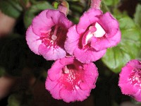 Sinningia 'Fuchsia Treasure' Sinningia 'Fuchsia Treasure'